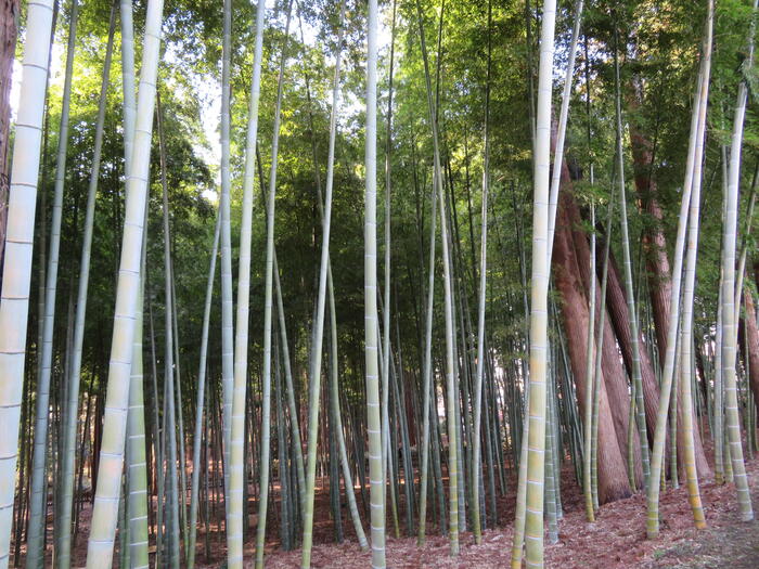 孟宗竹林 好文亭　偕楽園