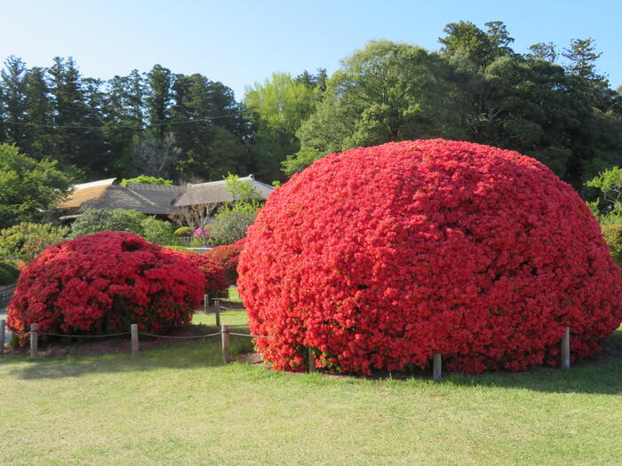 見晴公園　つつじ　偕楽園