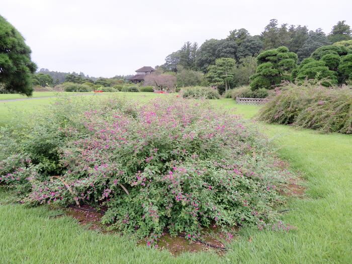 見晴公園を囲む萩　偕楽園