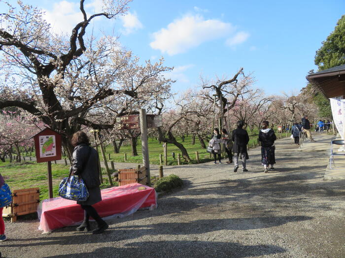 約100種類、約3,000本の梅が咲き乱れる国内屈指の梅の名所　偕楽園