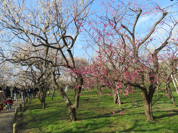 偕楽園　梅　東西梅林