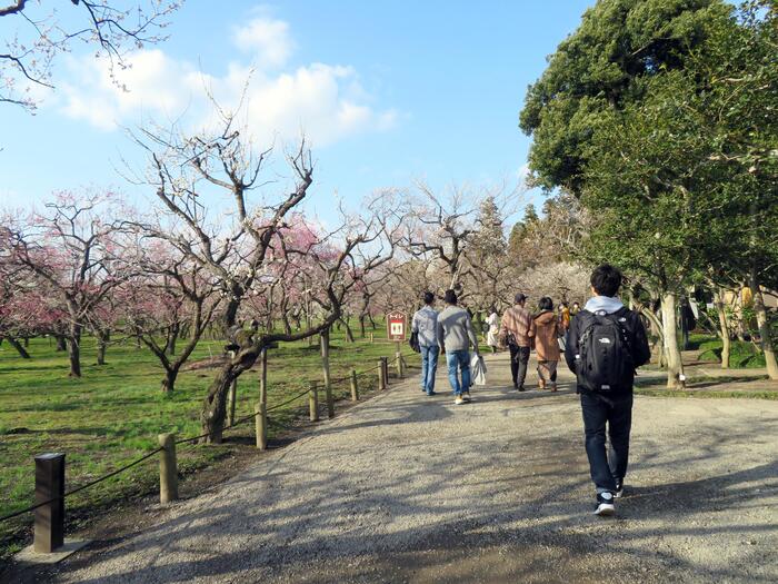 偕楽園　梅　東西梅林
