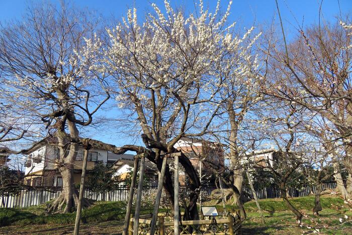 偕楽園　梅　白難波