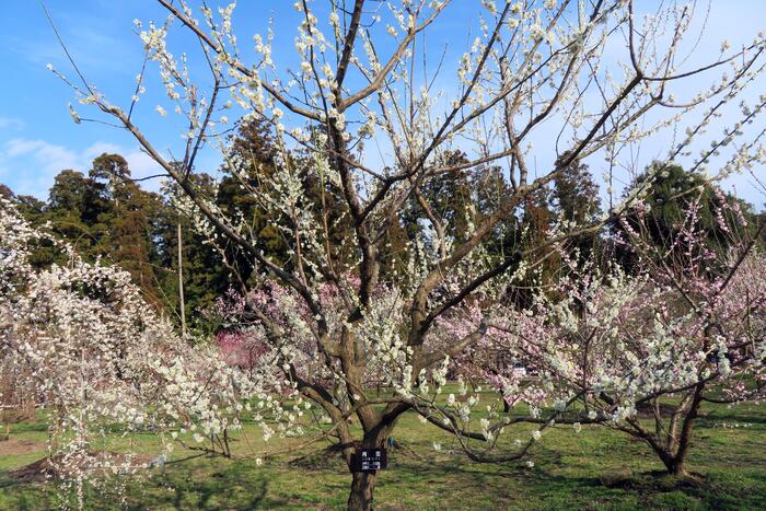 偕楽園　梅　月影