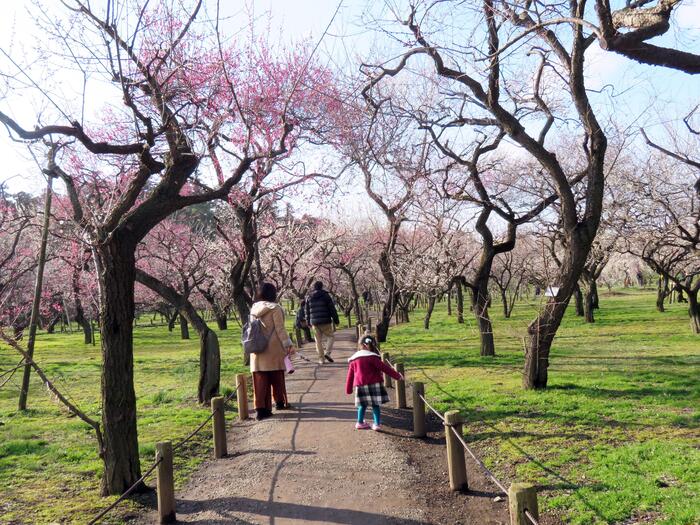 偕楽園　梅　東西梅林