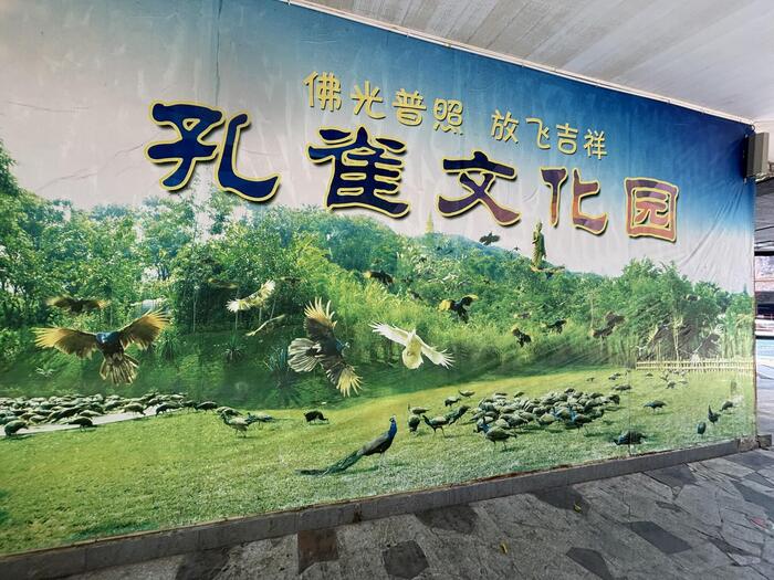 西双版納　中国　孔雀　看板　