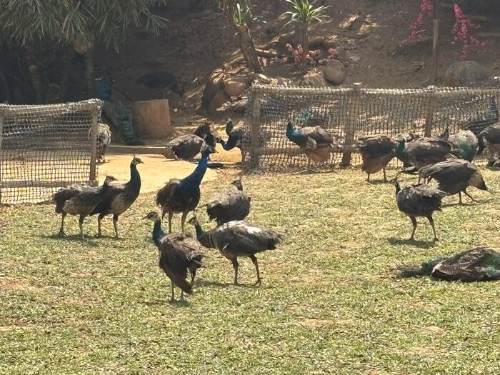 西双版納　中国　孔雀の群れ