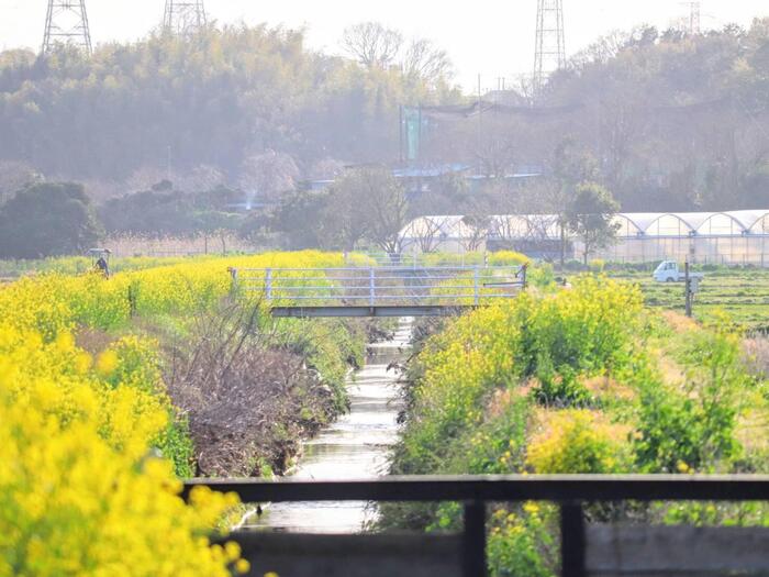 茅ヶ崎里山　湘南モデルコース　菜の花
