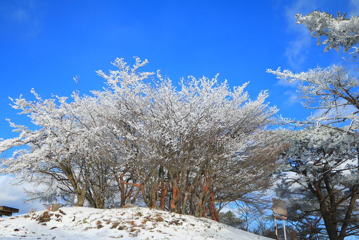 寧比曽岳｜愛知の自然の豊さを味わえる豊田最高峰　霧氷