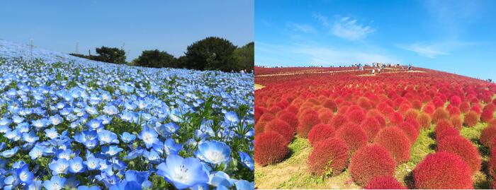 青い花と赤く紅葉した植物