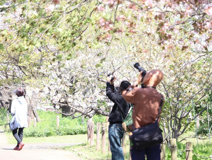 大船フラワーセンター　湘南モデルコース　花　カメラマン