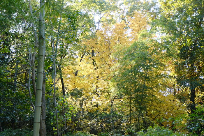 猪高緑地／親鸞山｜名古屋原生の自然が残る里山