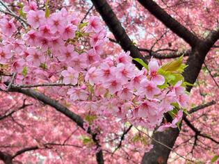 ブログイメージ