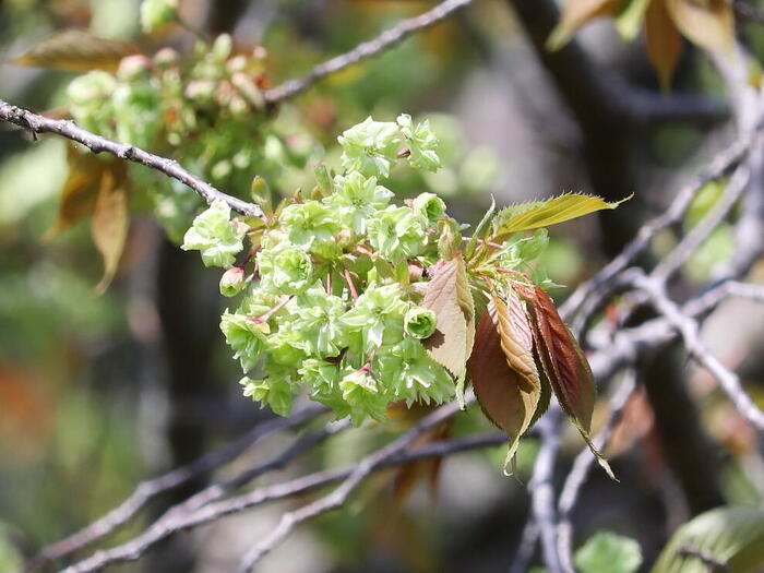 大船フラワーセンター　淡い緑色の桜「御衣黄」　湘南モデルコース