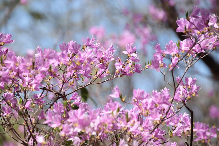 相生山緑地｜ぶらりハイキング。一息つける都会のオアシス　花