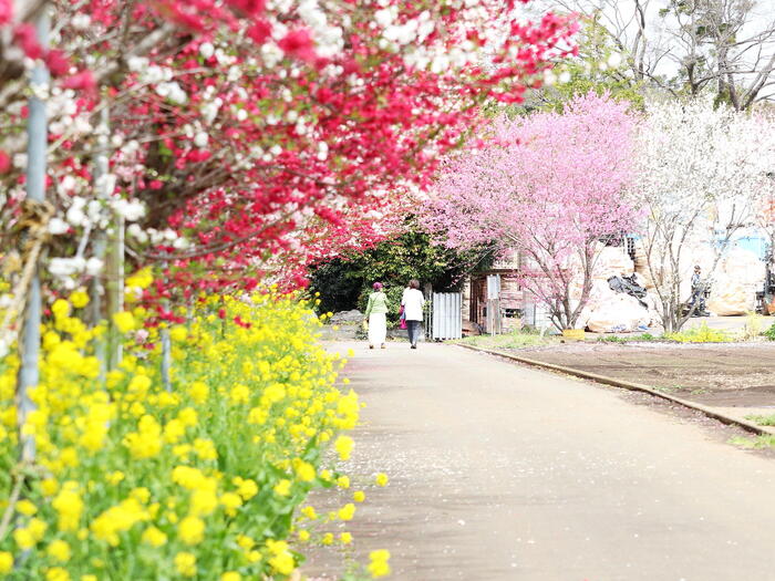 湘南モデルコース　女坂花桃の道