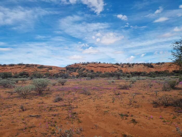 オーストラリア　アボリジナルアート　ワルガ岩