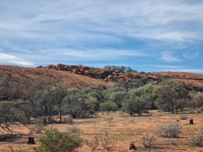 オーストラリア　ワイルドフラワー　ワルガ岩