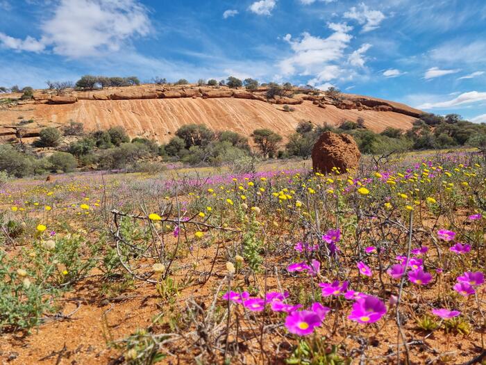 オーストラリア　ワイルドフラワー　ワルガ岩