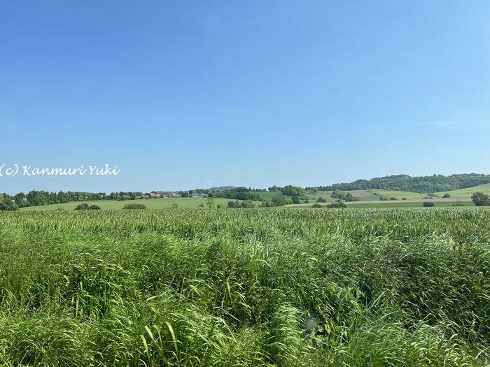 フランス　フランドル　エスタミネ　土地