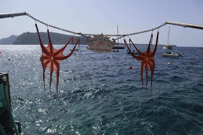 アテネ　ギリシャ料理　グルメ　おすすめ　タコ