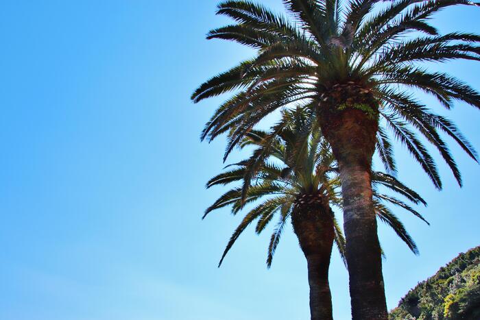 宮崎県　観光スポット　ヤシの木　