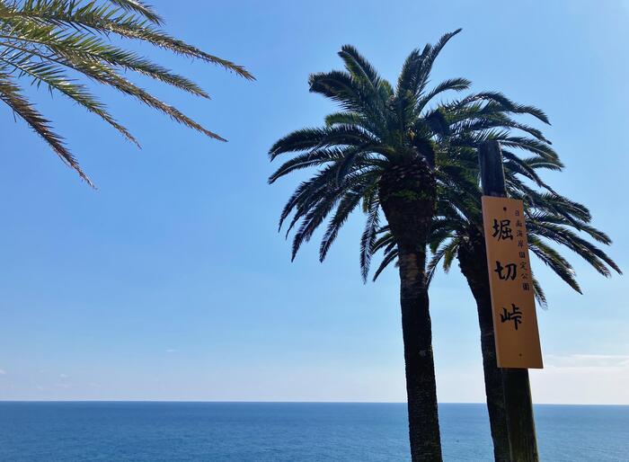 宮崎県　観光スポット　ヤシの木　堀切峠