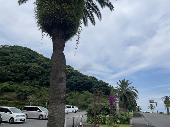 宮崎県　観光スポット　ヤシの木　　道の駅