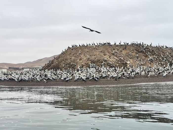バジェスタス諸島　ペルー　パラカス　観光　海鳥
