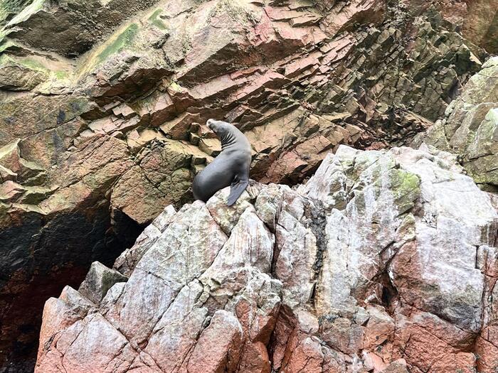 バジェスタス諸島　ペルー　パラカス　観光　アザラシ