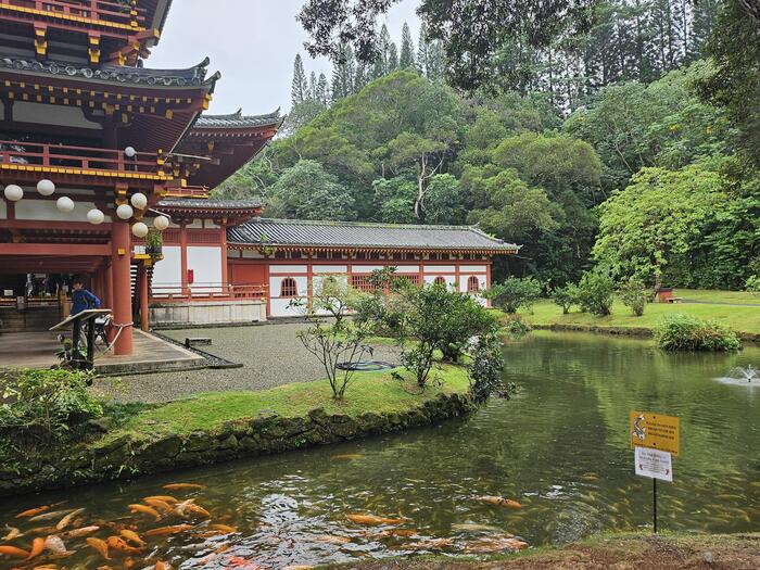 ハワイ　平等院テンプル　鯉　池