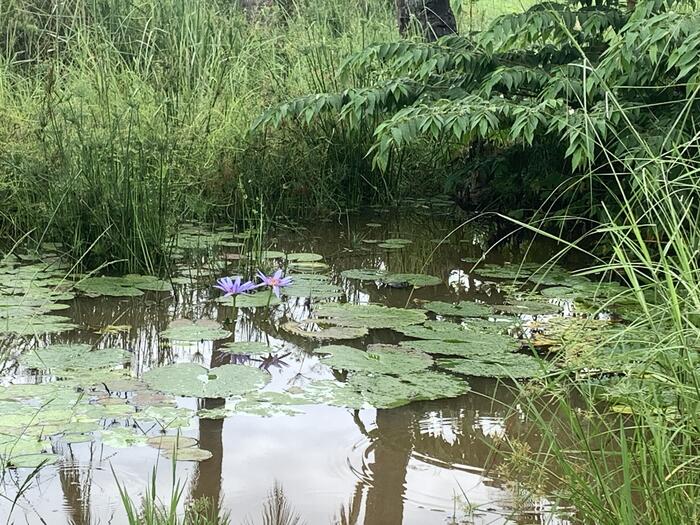 タンザニア　水辺　蚊に注意