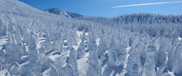 蔵王の樹氷