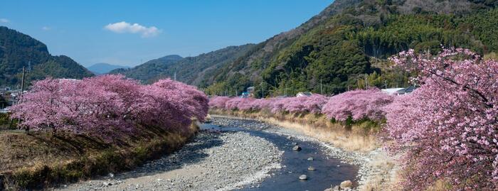河津桜