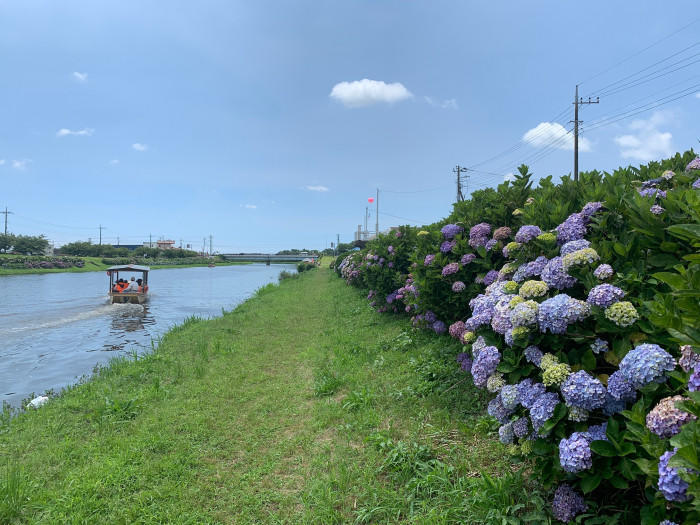 79529 アジサイ館.jpg