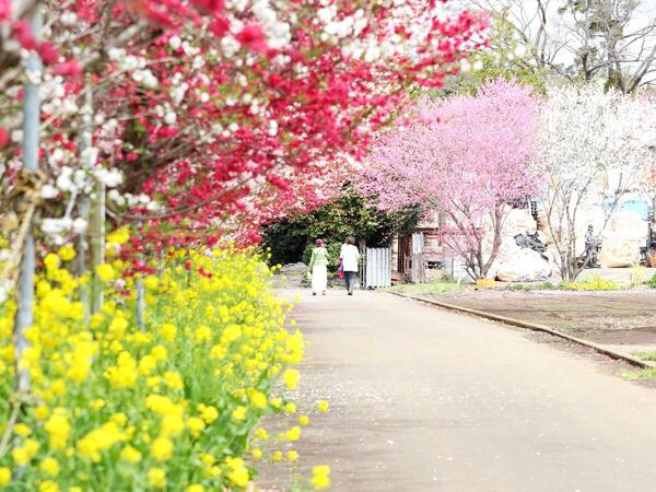 混雑回避でいちご狩りも満喫！"有名より正直最高"な「春の湘南・穴場名所」