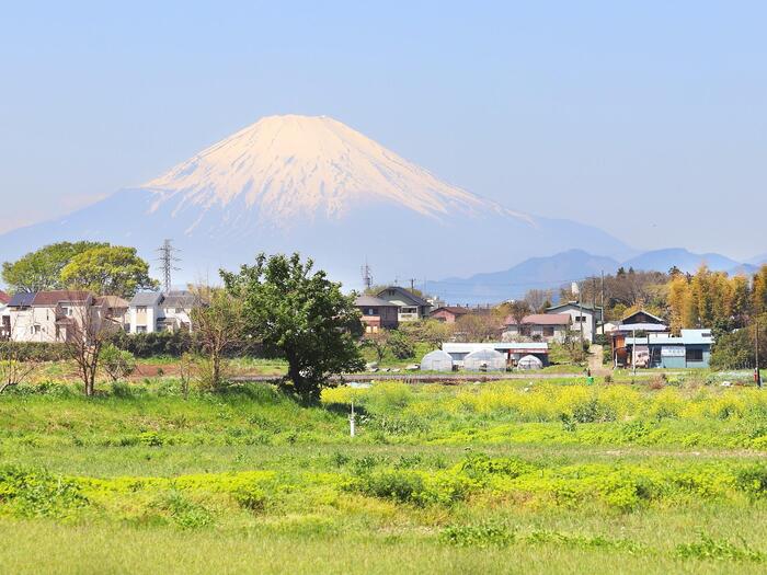 茅ヶ崎里山　湘南モデルコース　菜の花　富士山