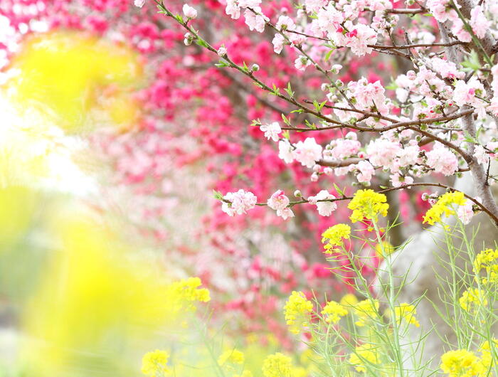湘南モデルコース　女坂花桃の道
