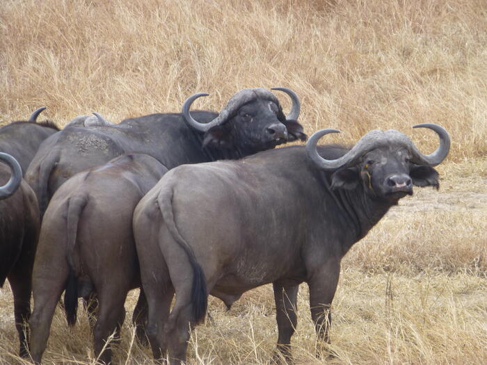 タンザニア　動物
