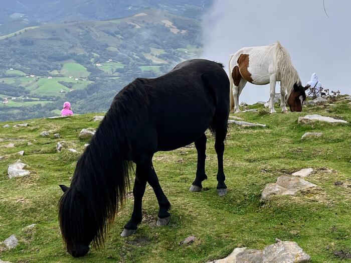 登山鉄道　バスクの聖峰ラ・リューヌ　フランス　ポニー