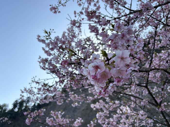 南房総 観光　桜　花見 千葉県