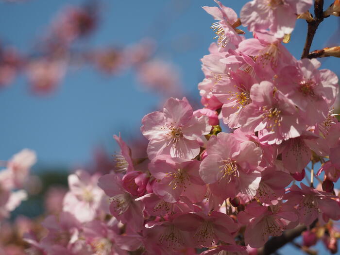 京都の早咲き桜スポット　淀の河津桜　花見