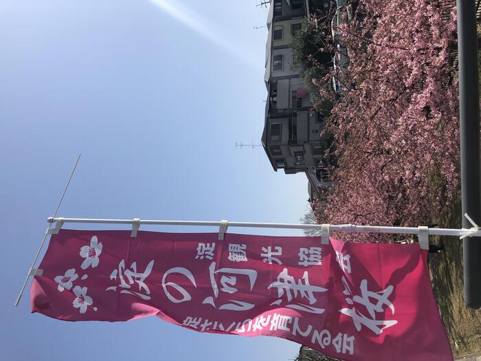 京都の早咲き桜スポット　淀の河津桜　花見　のぼり旗