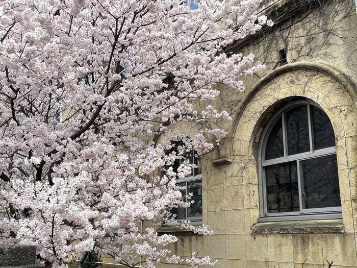 京都の早咲き桜スポット　春めき桜　花見