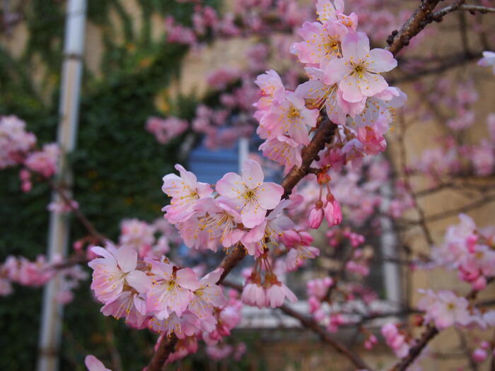 京都の早咲き桜スポット　春めき桜　花見　成徳中中学校　