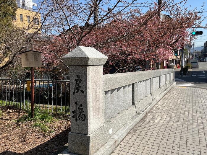 京都の早咲き桜スポット　一条戻橋　花見　