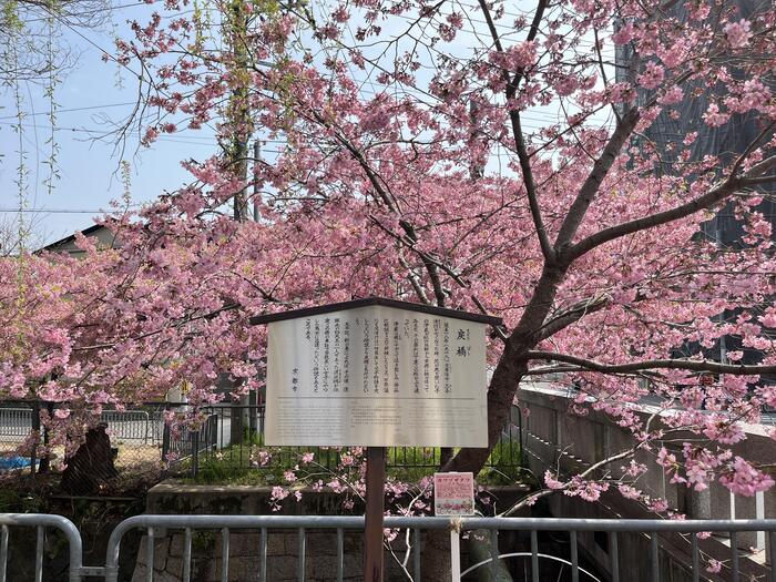 京都の早咲き桜スポット　一条戻橋　花見　