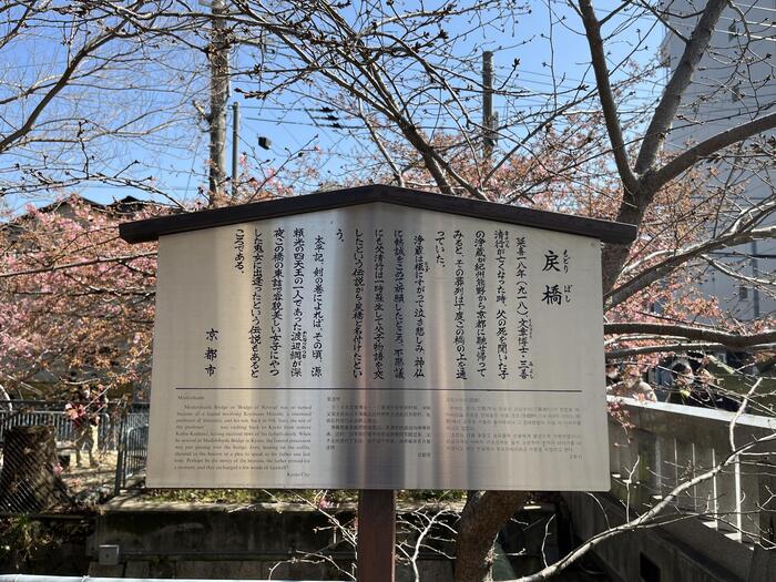 京都の早咲き桜スポット　一条戻橋　花見　案内　