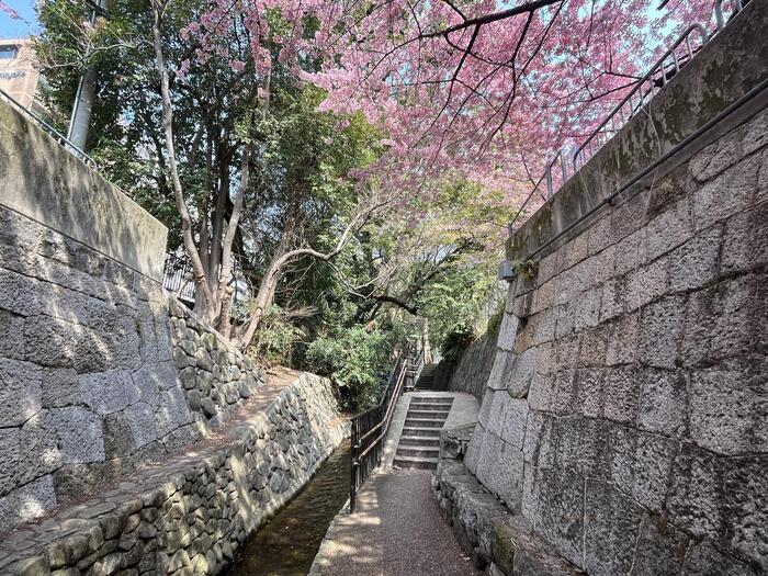 京都の早咲き桜スポット　一条戻橋　花見　　公園　散策路