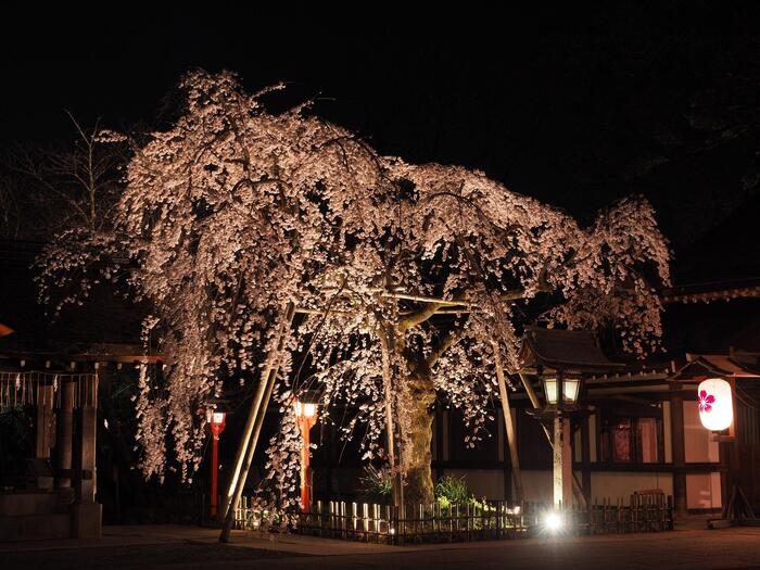 京都の早咲き桜スポット　平野神社　花見　夜桜